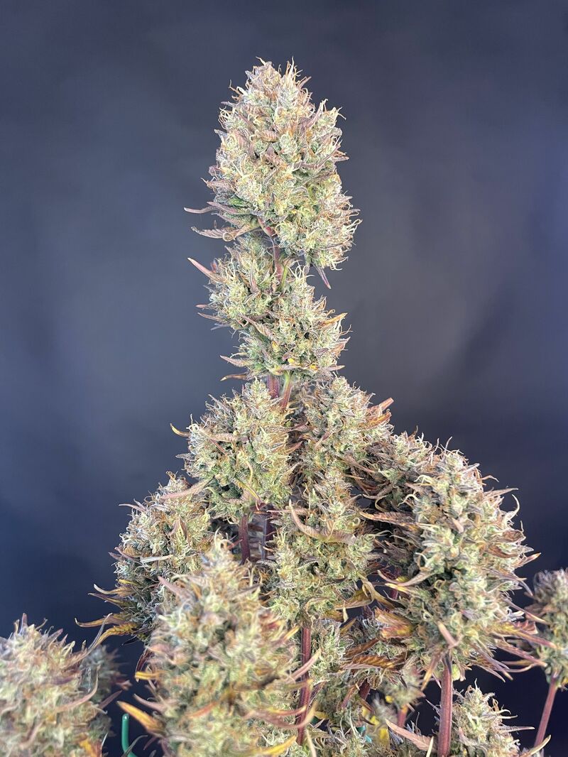 Papaya Cookies Auto, Фасовка: 3, изображение 16